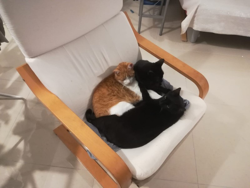 All my 2 cats + my now dead cat