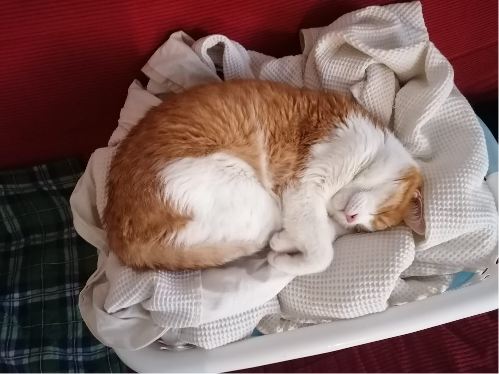 Garfield sitting on a bed