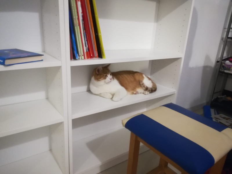 Garfield sitting on a book shelf