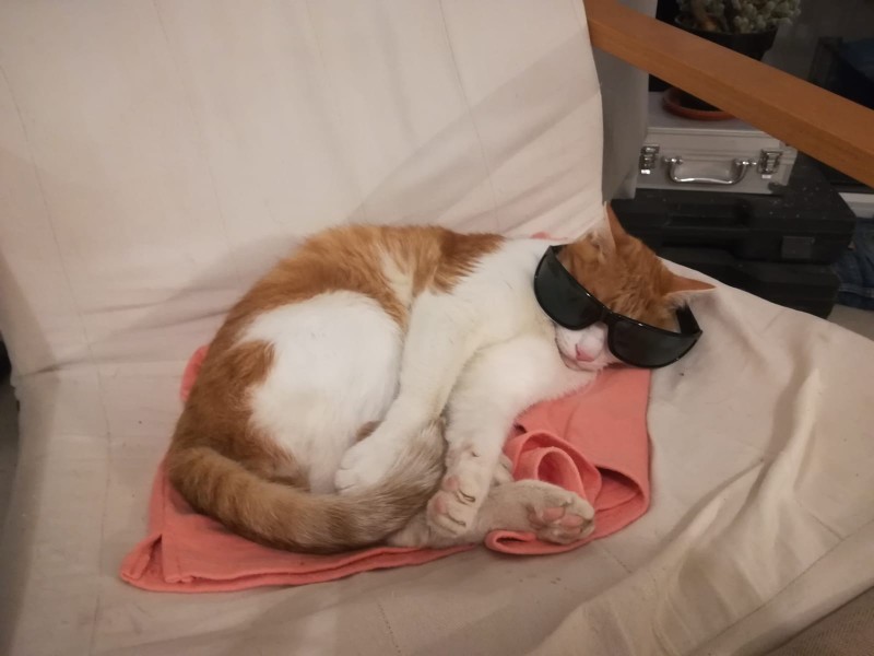 Garfield tragt Brillen