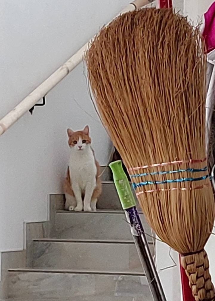 Broom cat