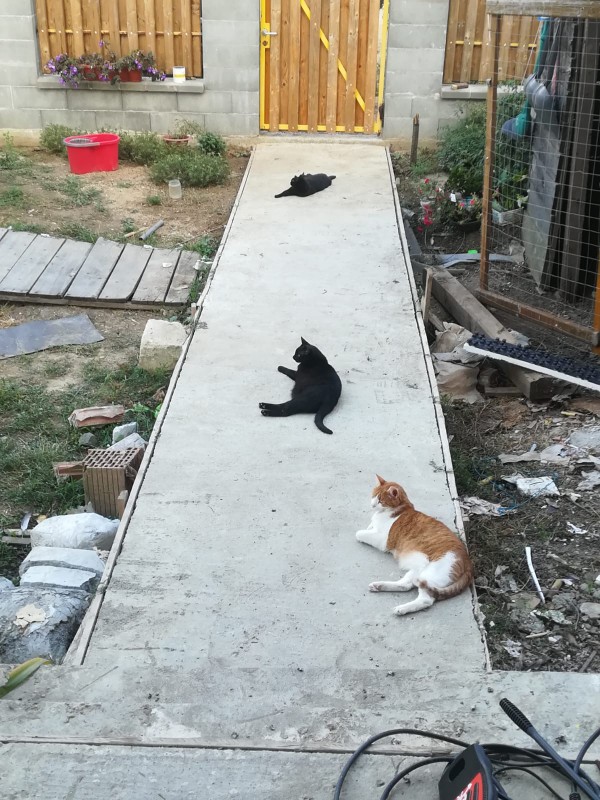 The great cat-paved road of the Garfield empire