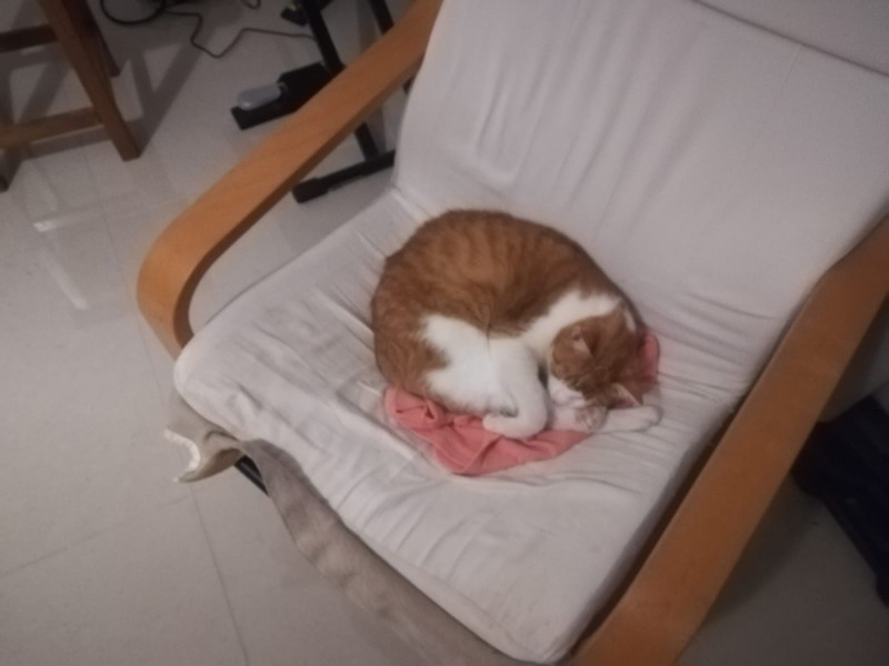 Garfield in a chair