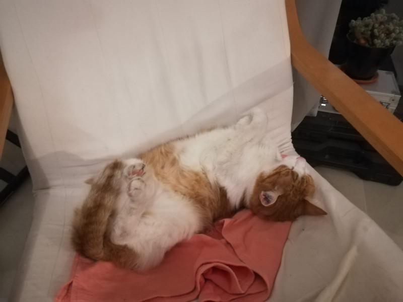 Garfield in a chair. Again.