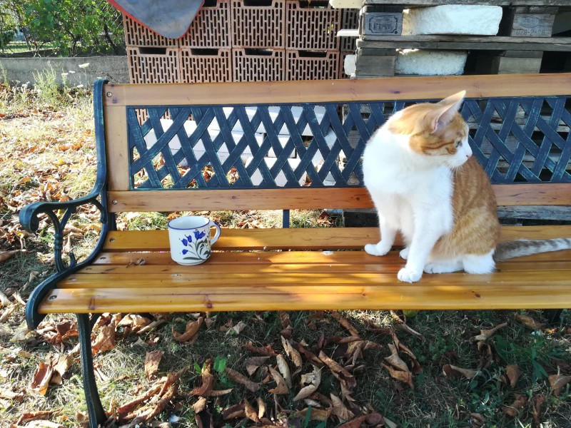 Garfield coffee party