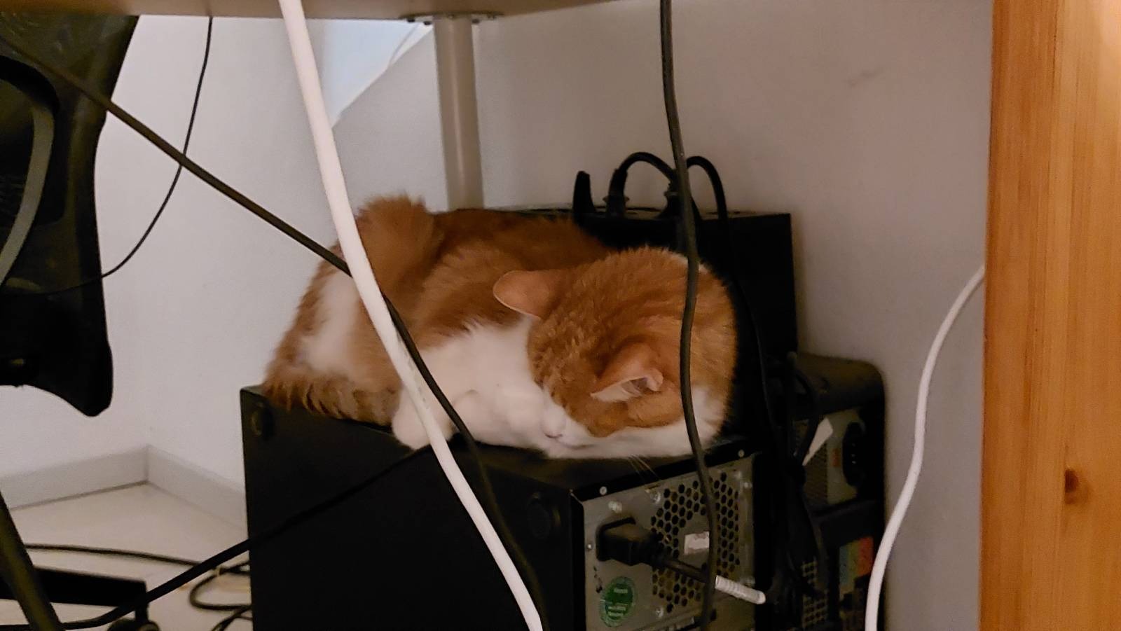 Garfield repairing my computer by absorbing all the bugs