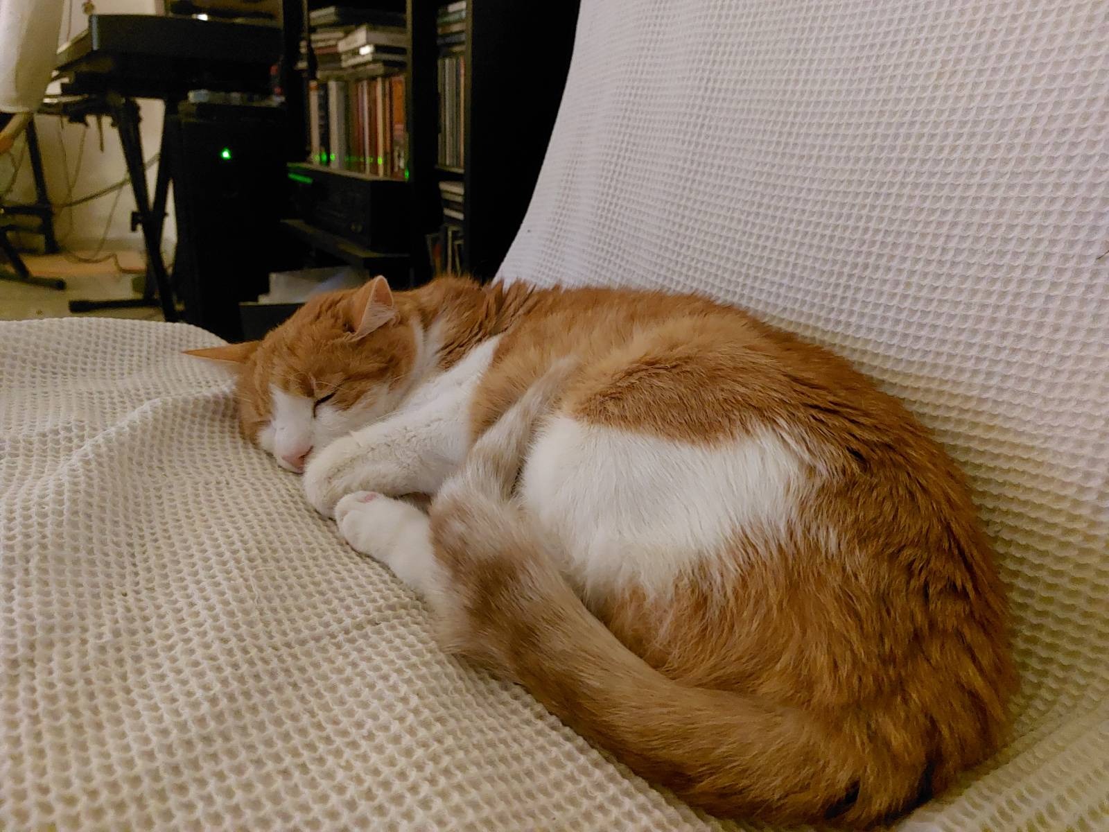 Couch resident