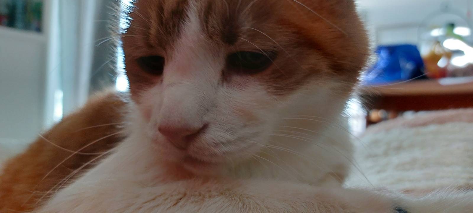 Garfield had enough of the sillyness