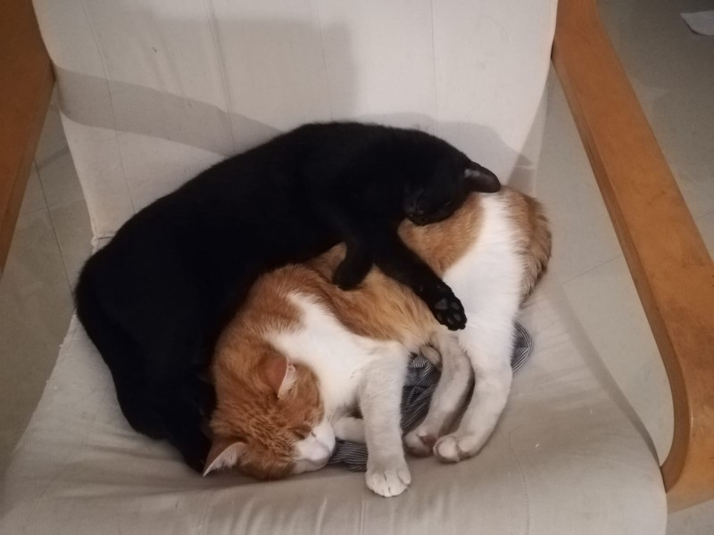 Garfield with my now dead cat Scârț