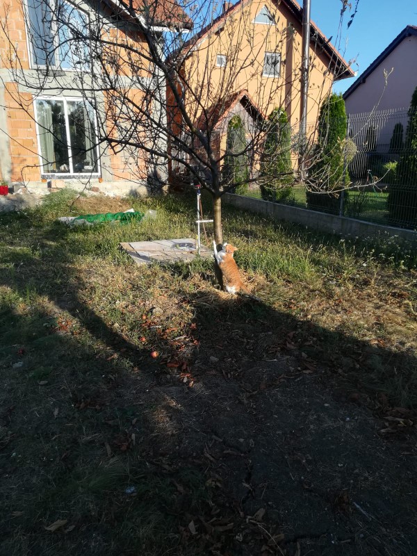 Garfield cutting down trees with his bear hands