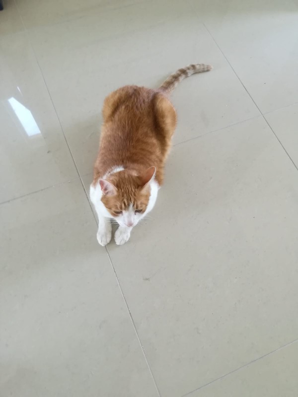 Garfield imitating the sfinx