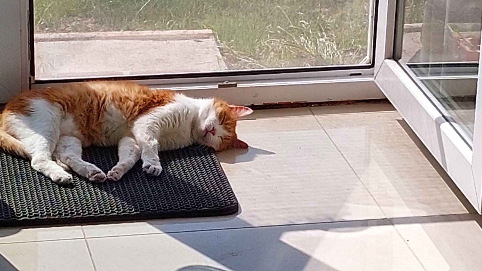 Garfield sleeping in the sun