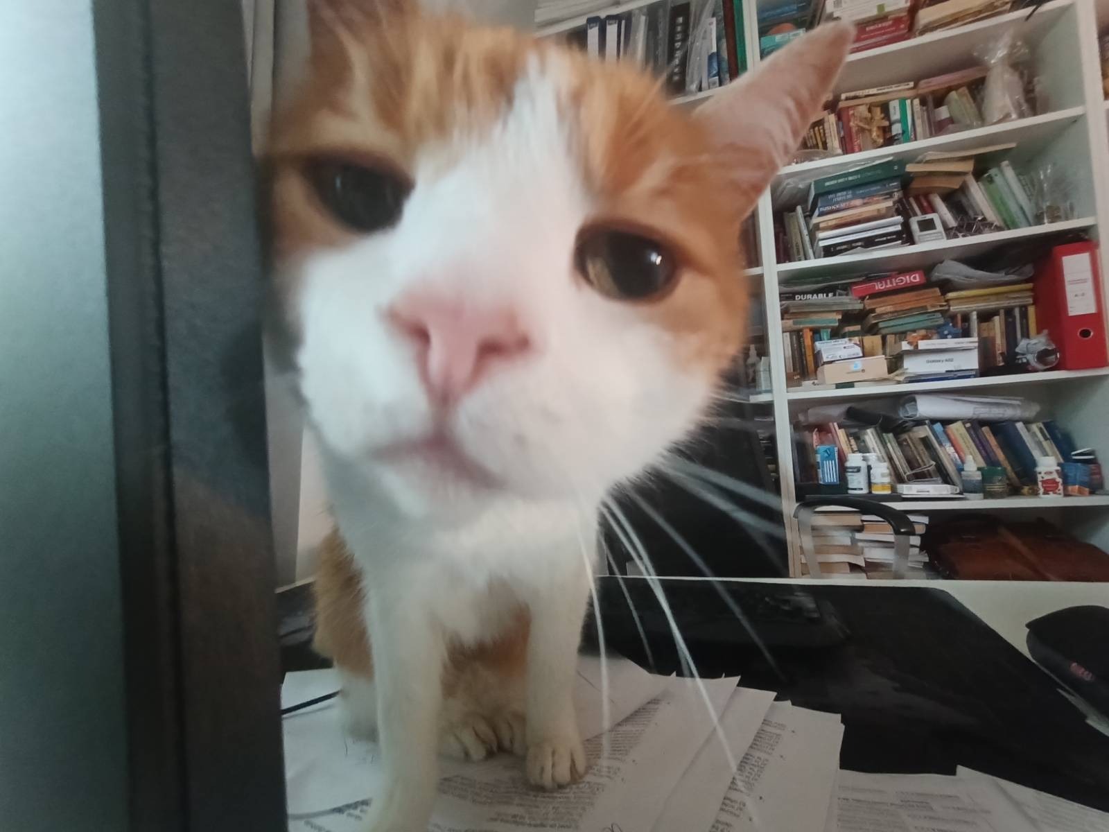 Garfield sniffing