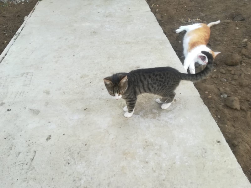 Garfield streching