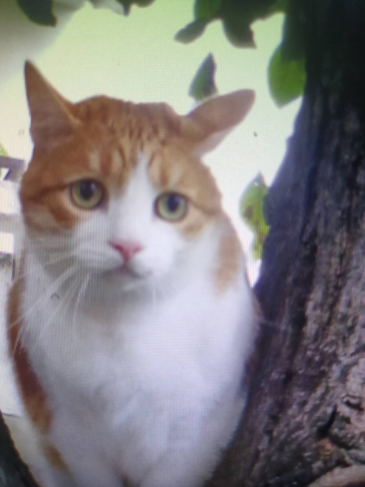 Garfield being stressed
