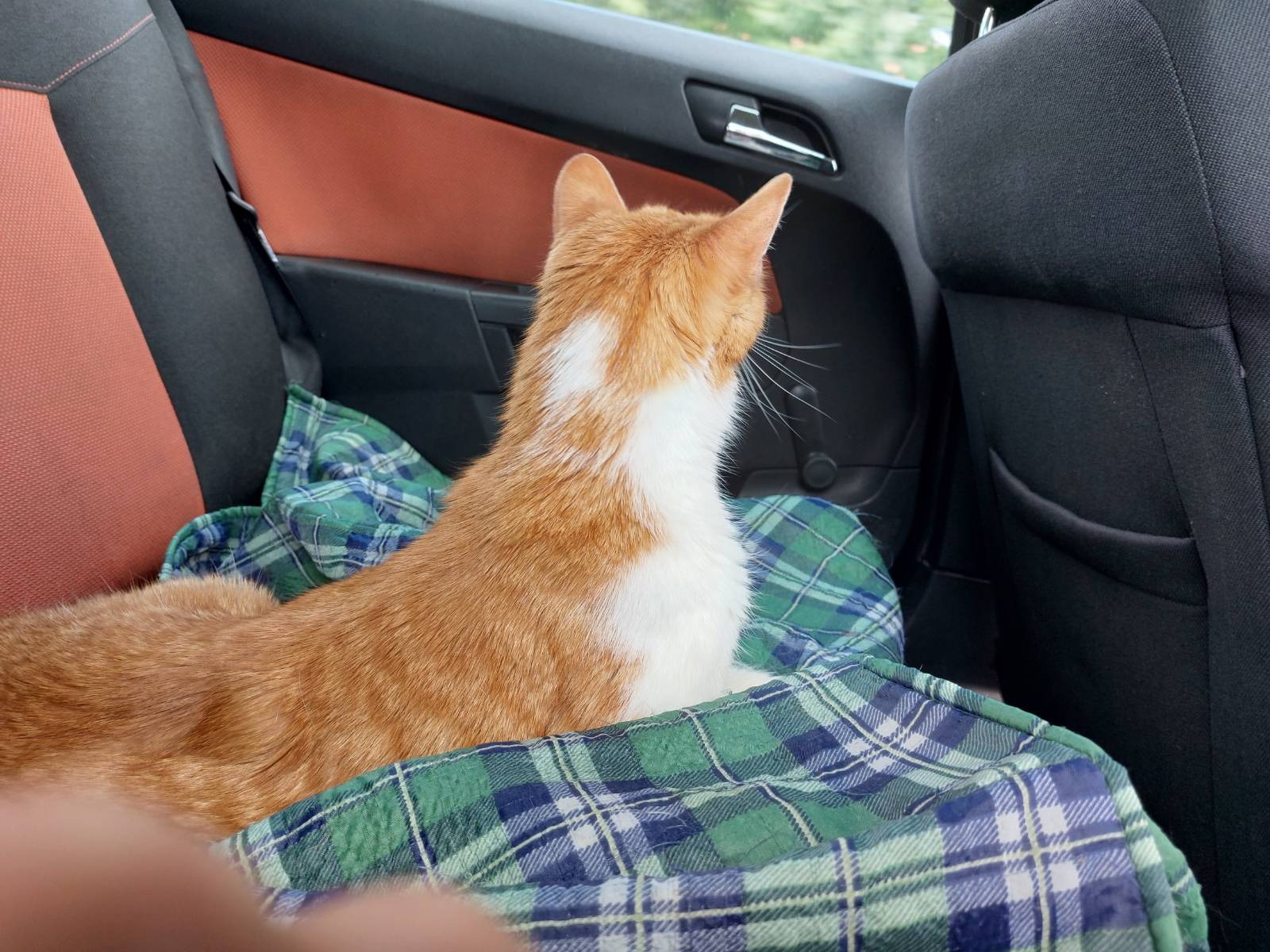 Garfield going to the vet
